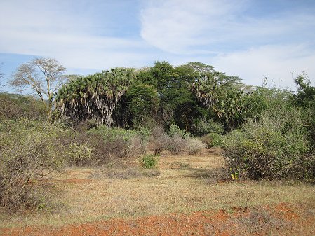 Game Drive im Tsavo West