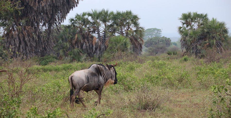 Gnu