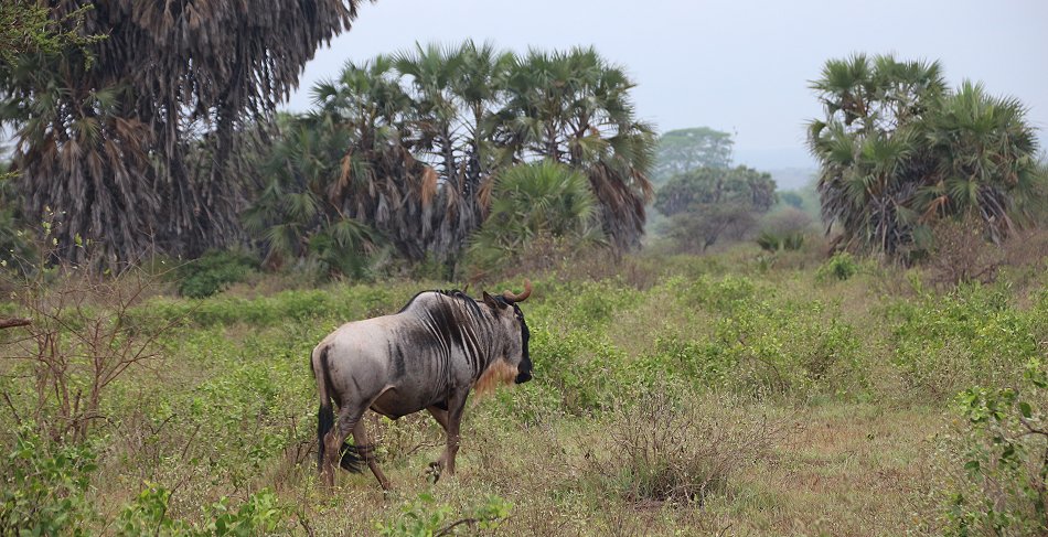 Gnu