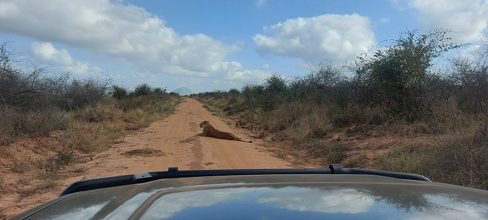Irima Tsavo Löwen
