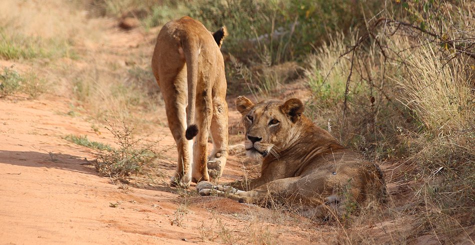 Irima Tsavo Löwen