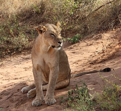 Irima Tsavo Löwen