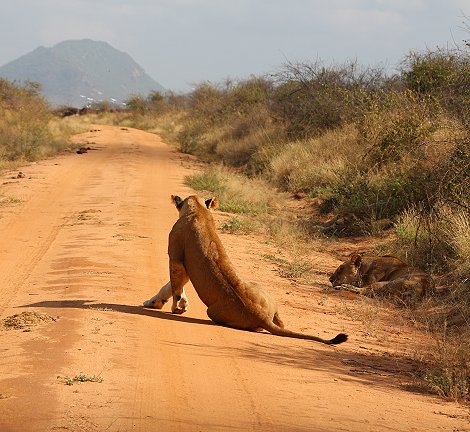 Irima Tsavo Löwen