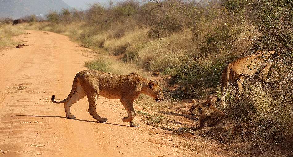 Irima Tsavo Löwen