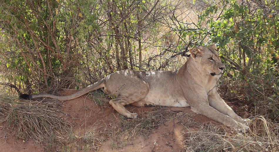 Irima Tsavo Löwen