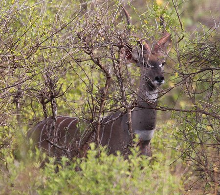 Kleiner Kudu