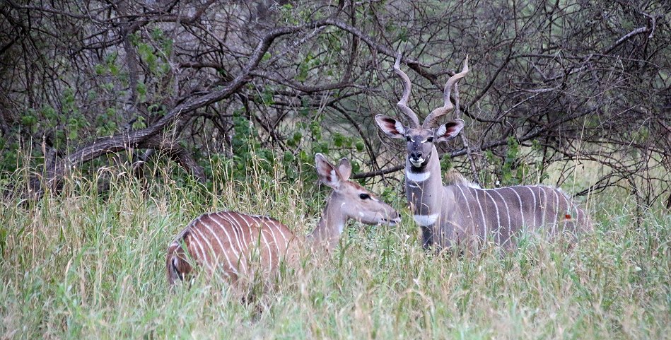 Kleiner Kudu