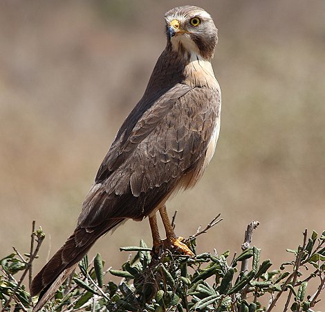 Falke