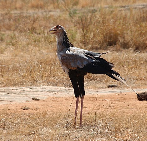 Sekretär