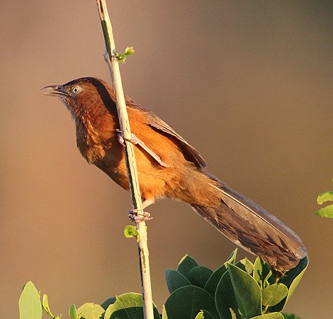 Heuglindrosselhäherling (Argya rubiginosa)