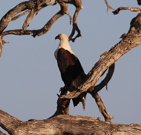 Schreiseeadler