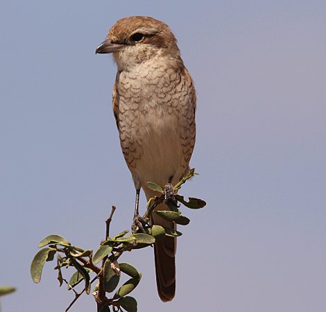 Red Tailed Shrike (Lanius isabellinus)