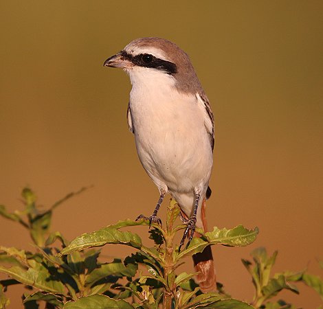 Red Tailed Shrike (Lanius isabellinus)