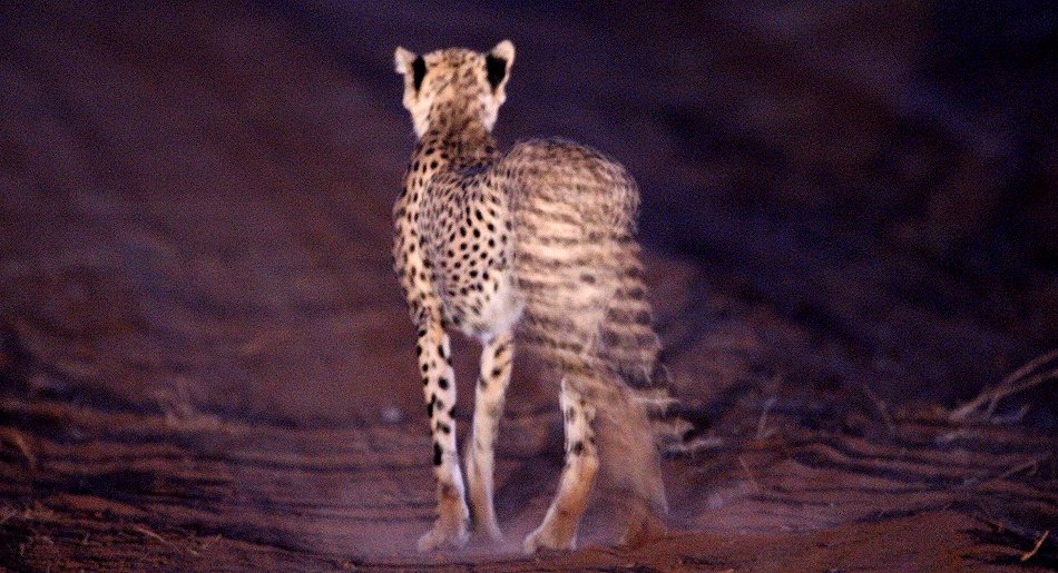 Gepard im Tsavo Ost 