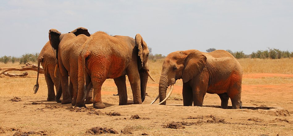 Elefanten im Tsavo Ost