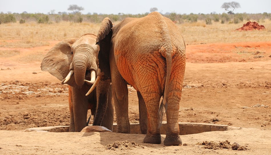 Elefanten im Tsavo Ost