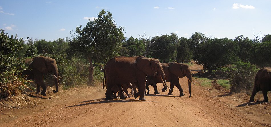 Elefanten im Tsavo Ost