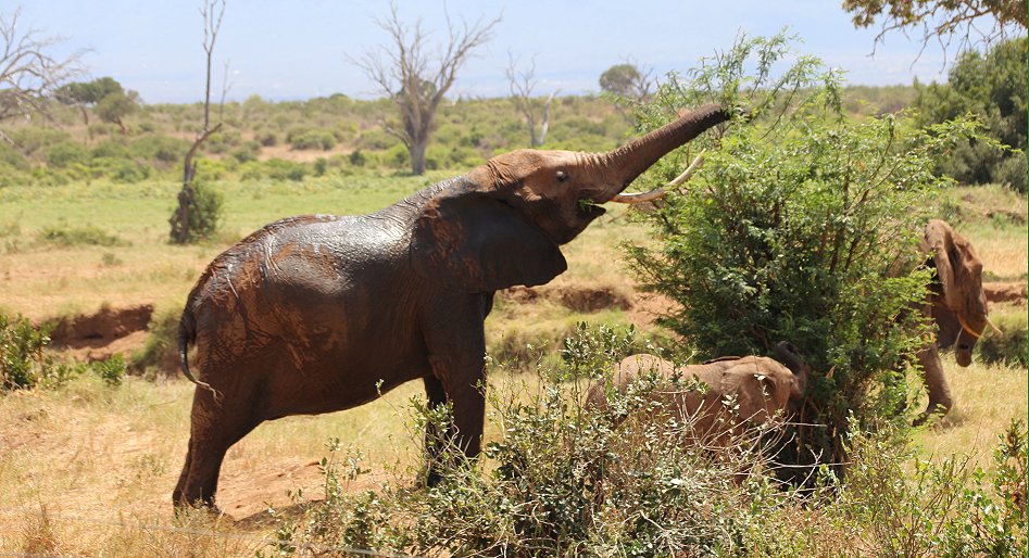 Elefanten im Tsavo Ost