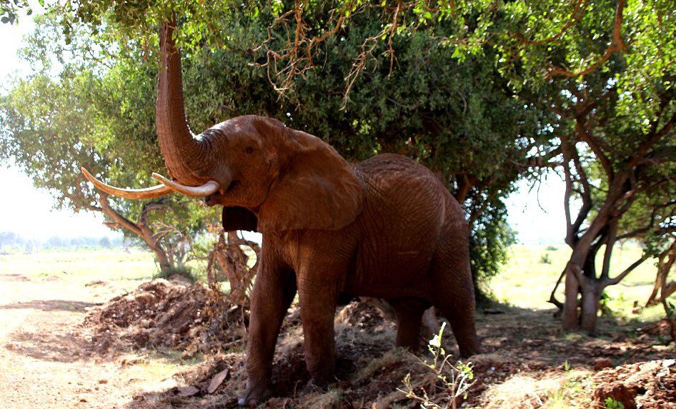 Elefanten im Tsavo Ost