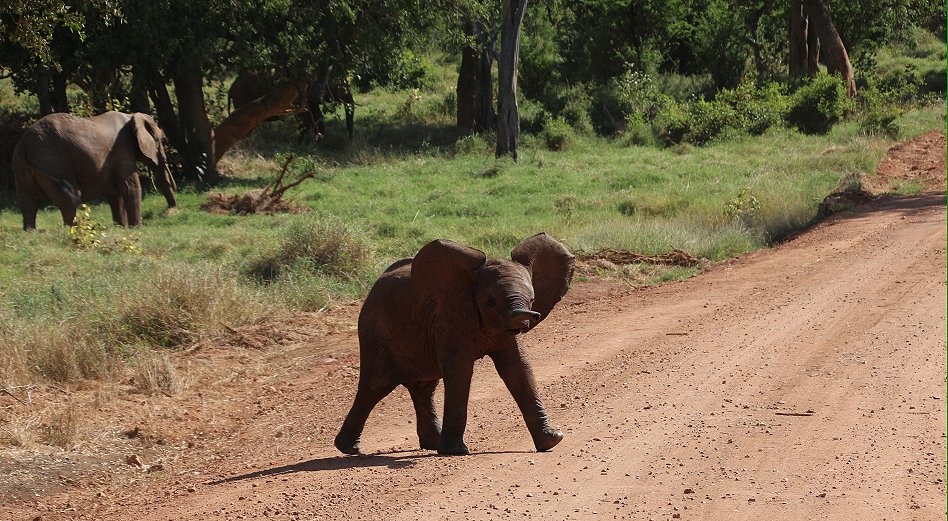Elefanten im Tsavo Ost