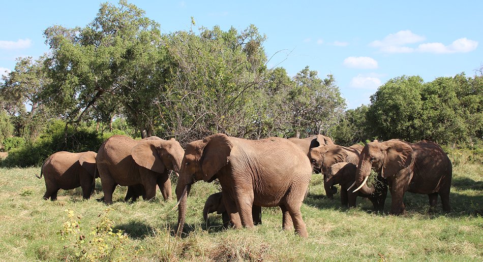 Elefanten im Tsavo Ost
