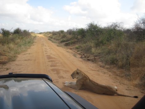 Irima Tsavo Löwen