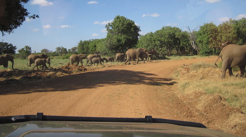 Elefanten im Tsavo Ost