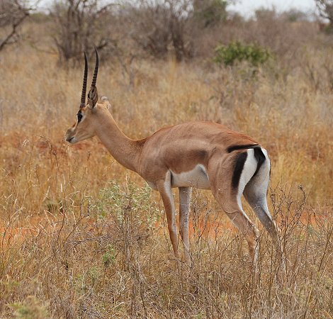 Grantgazelle, Weibchen