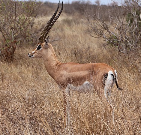 Grantgazelle, Männchen
