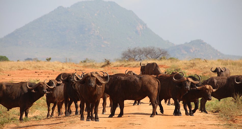Irima Tsavo Kaffernbüffel