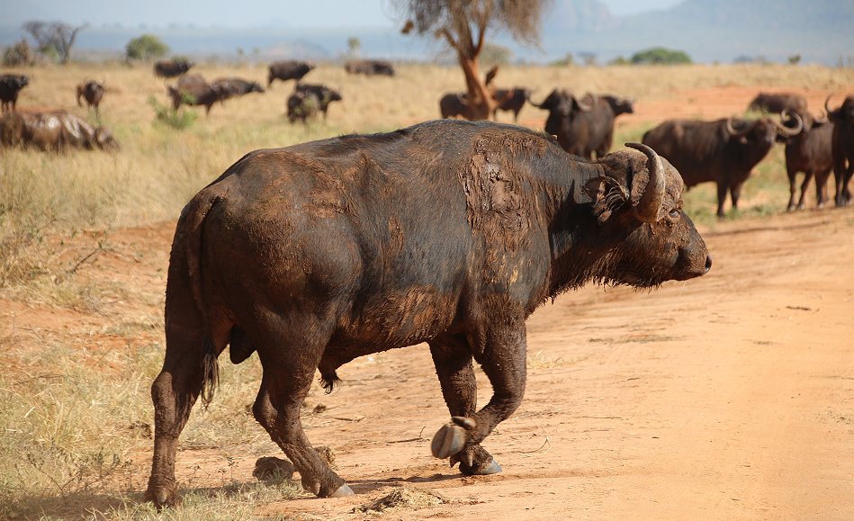 Irima Tsavo Kaffernbüffel