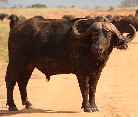 Irima Tsavo Kaffernbüffel