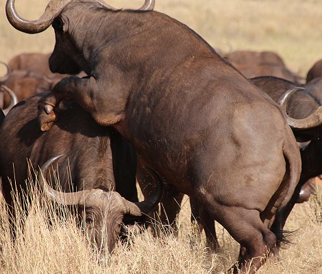 Irima Tsavo Kaffernbüffel