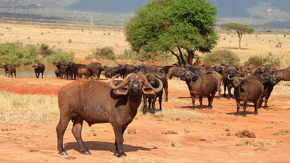 Irima Tsavo Kaffernbüffel