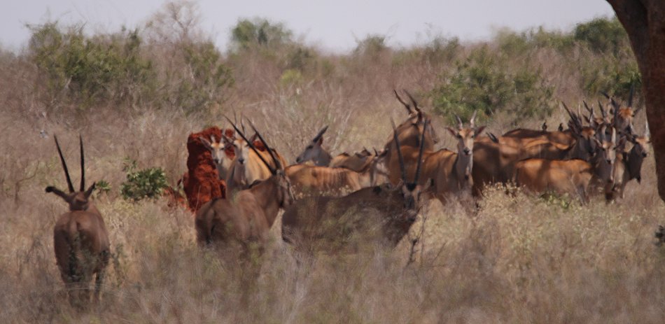 Oryx und Eland Antilopen