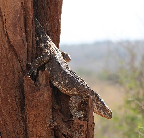 Weisskehlwaran, Tsavo Ost