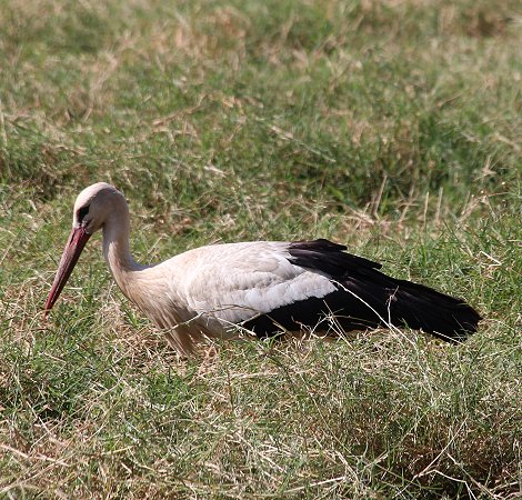 Weissstorch