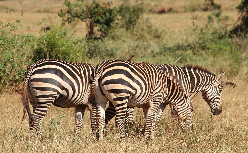Elefanten im Tsavo Ost