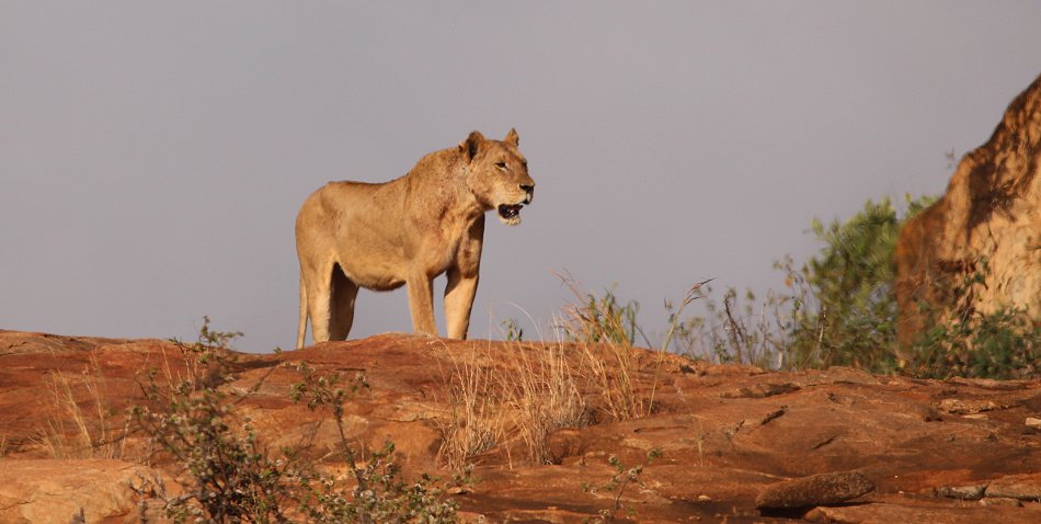 Tsavo Voi Löwen