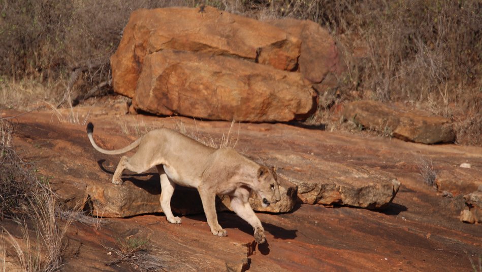 Tsavo Voi Löwen