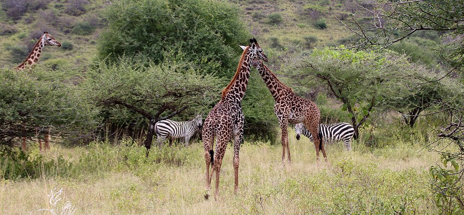 Game Drive im Tsavo West