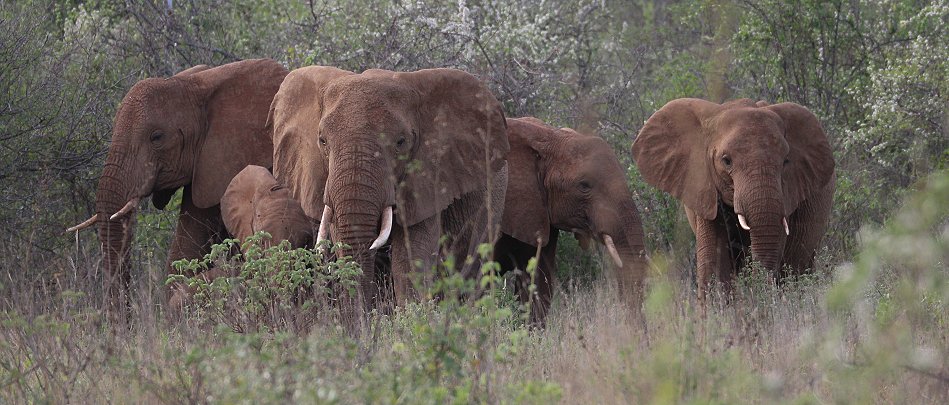 Elefanten im Tsavo West