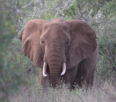 Elefanten im Tsavo West