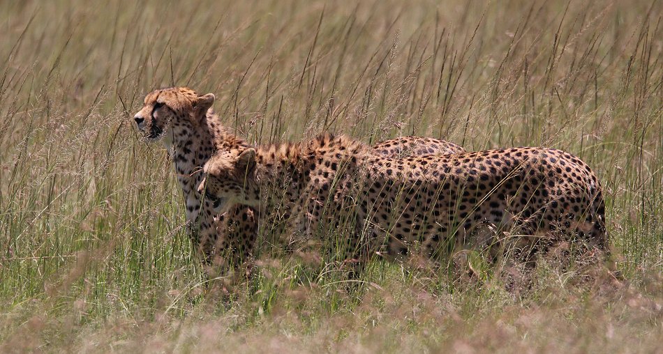 2 Geparden Brüder, Masai Mara