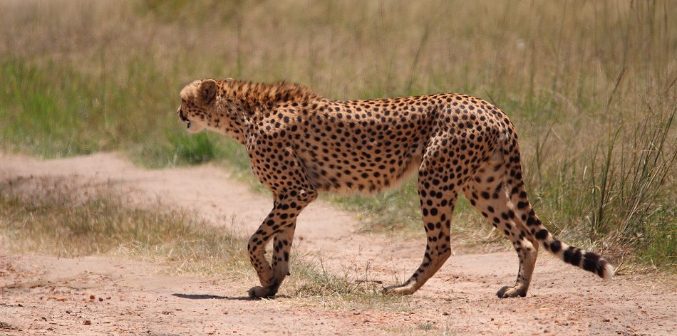 2 Geparden Brüder, Masai Mara