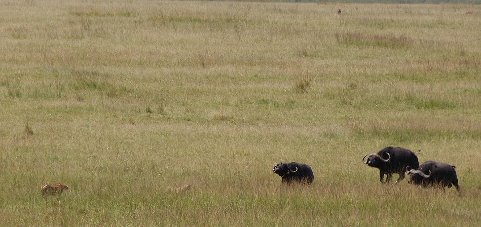 2 Geparden Brüder, Masai Mara
