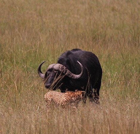 2 Geparden Brüder, Masai Mara