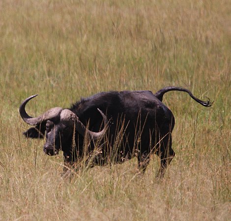 2 Geparden Brüder, Masai Mara