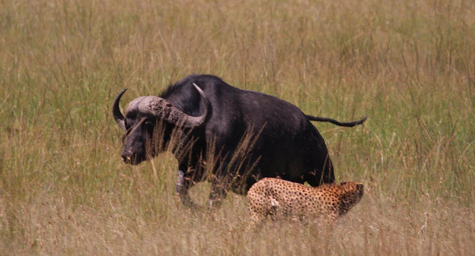 2 Geparden Brüder, Masai Mara