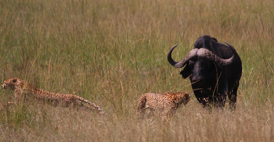 2 Geparden Brüder, Masai Mara